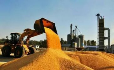 收粮食的作文通用8篇