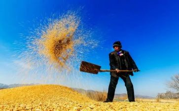 收粮食的作文6篇