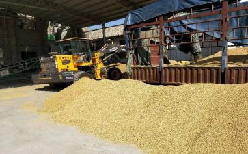 收粮食的作文优秀7篇