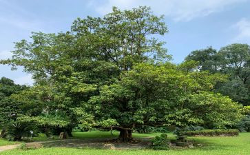 护树节演讲稿精选8篇