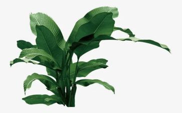大学植树活动策划7篇