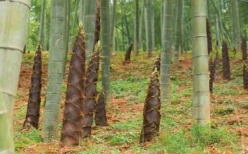 采竹笋作文6篇