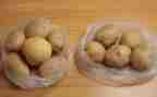 种土豆作文600字优秀6篇