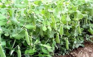 豌豆上的公主的读后感5篇