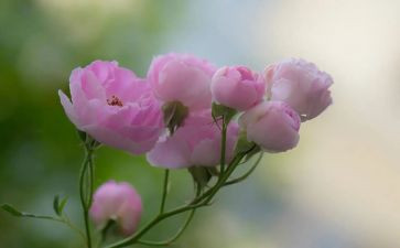 我依然....作文模板8篇