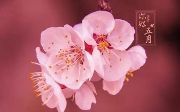 五月里的演讲稿5篇