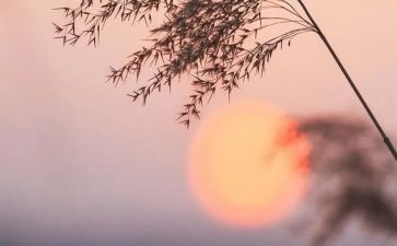 骆驼祥子《一》读后感精选8篇