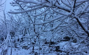 下雪天作文模板7篇