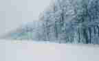 下雪了作文100字7篇