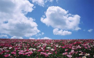 我欣赏__作文400字模板6篇