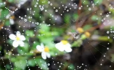 描写雨的作文100字推荐5篇