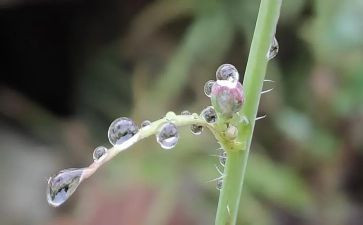 大班语言雨教案最新5篇