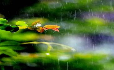雨来的英雄故事读后感8篇