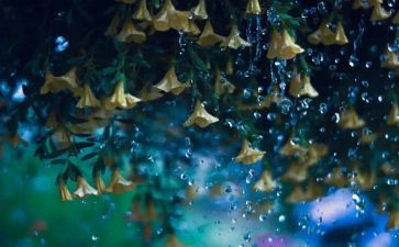 幼儿园大班《雨》教案精选8篇