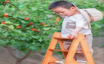 摘果子教案及反思6篇