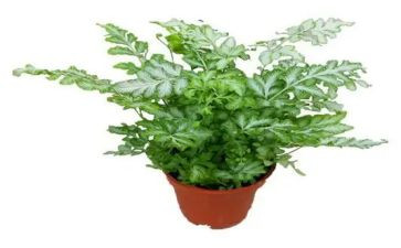 写植物作文作文优秀6篇