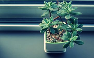 养植物的作文6篇