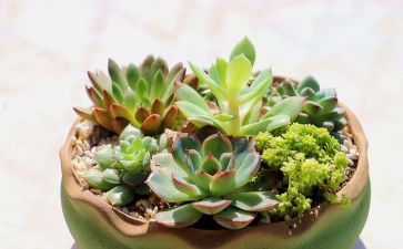 养植物的作文通用6篇