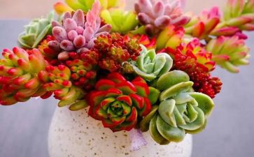 写植物作文作文模板7篇