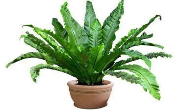 有关植物的作文精选6篇