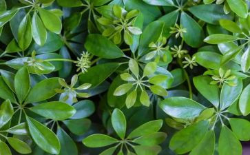 写植物的400字作文6篇