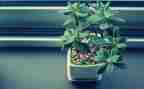 养植物的作文6篇