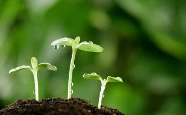 一粒种子的旅行作文6篇
