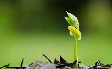 种子的旅行幼儿教案5篇
