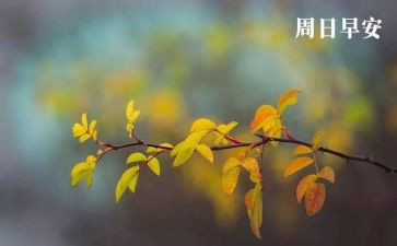 周末我做主作文8篇